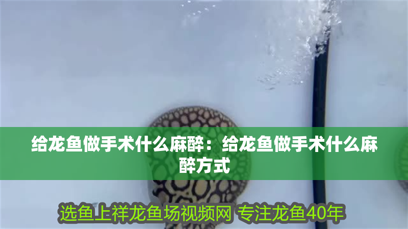 給龍魚做手術(shù)什么麻醉：給龍魚做手術(shù)什么麻醉方式