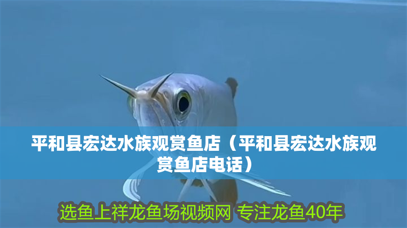 平和縣宏達(dá)水族觀賞魚店（平和縣宏達(dá)水族觀賞魚店電話）