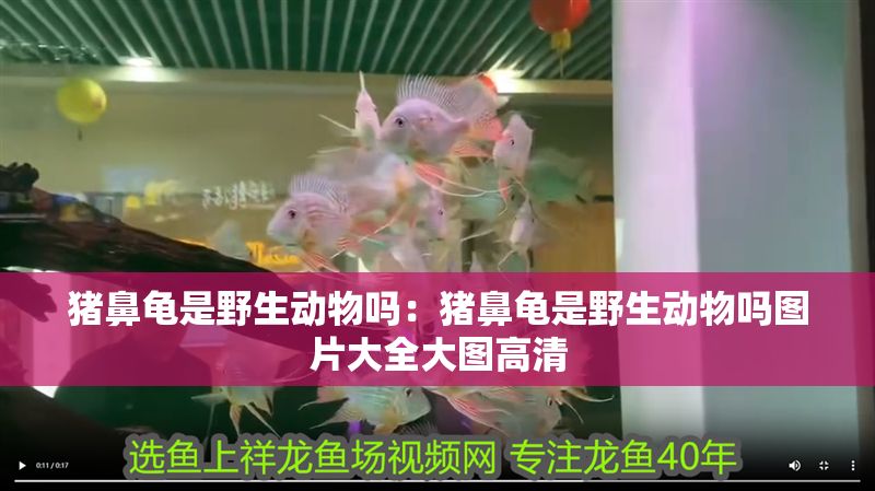 豬鼻龜是野生動物嗎：豬鼻龜是野生動物嗎圖片大全大圖高清