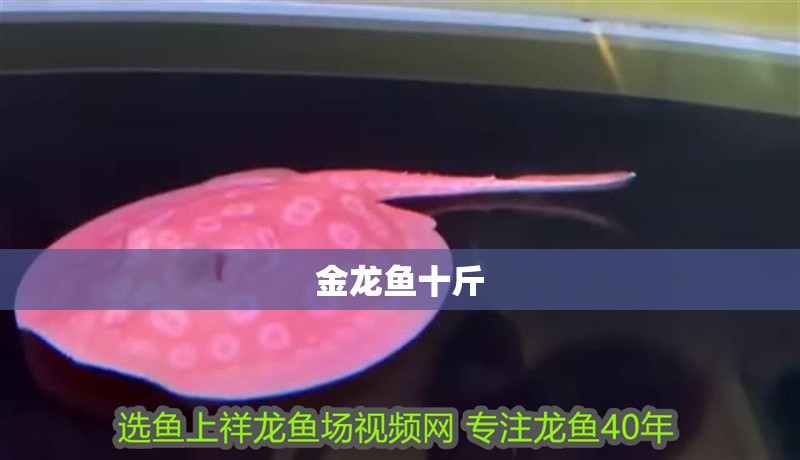 金龍魚十斤 龍魚百科 第3張 金龍魚十斤 金龍魚十斤 龍魚百科 第3張