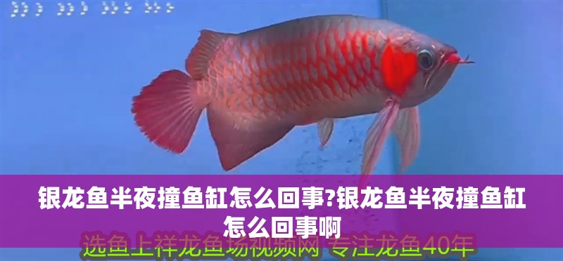 銀龍魚半夜撞魚缸怎么回事?銀龍魚半夜撞魚缸怎么回事啊