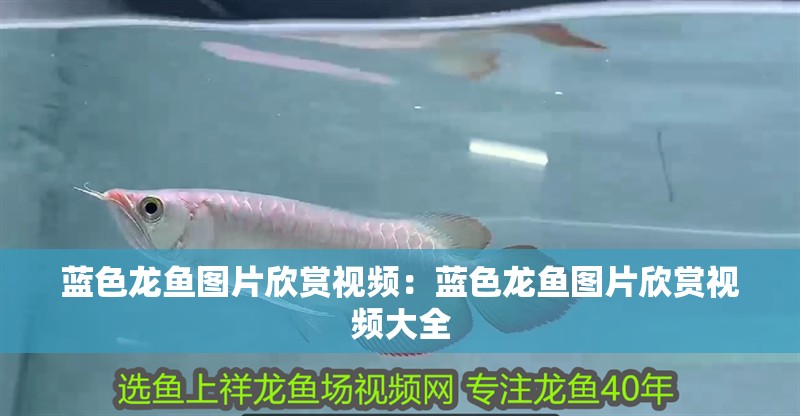 藍色龍魚圖片欣賞視頻:藍色龍魚圖片欣賞視頻大全 水族問答 藍色龍魚圖片欣賞視頻:藍色龍魚圖片欣賞視頻大全 藍色龍魚圖片欣賞視頻:藍色龍魚圖片欣賞視頻大全 水族問答