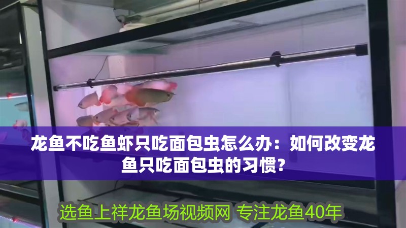 龍魚不吃魚蝦只吃面包蟲怎么辦：如何改變龍魚只吃面包蟲的習慣？