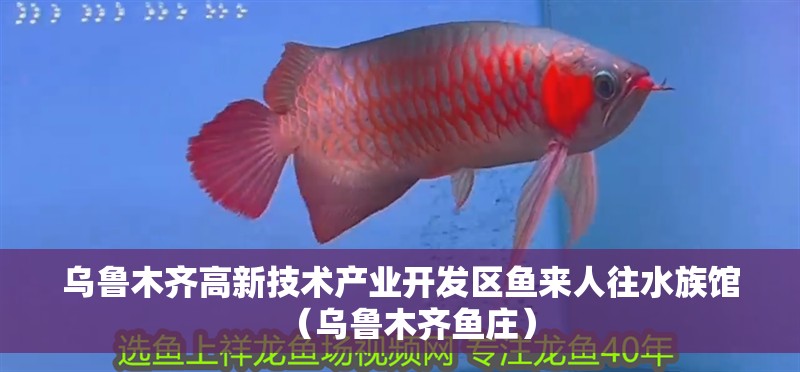 烏魯木齊高新技術(shù)產(chǎn)業(yè)開發(fā)區(qū)魚來人往水族館（烏魯木齊魚莊）