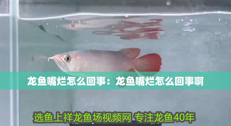 龍魚嘴爛怎么回事：龍魚嘴爛怎么回事啊