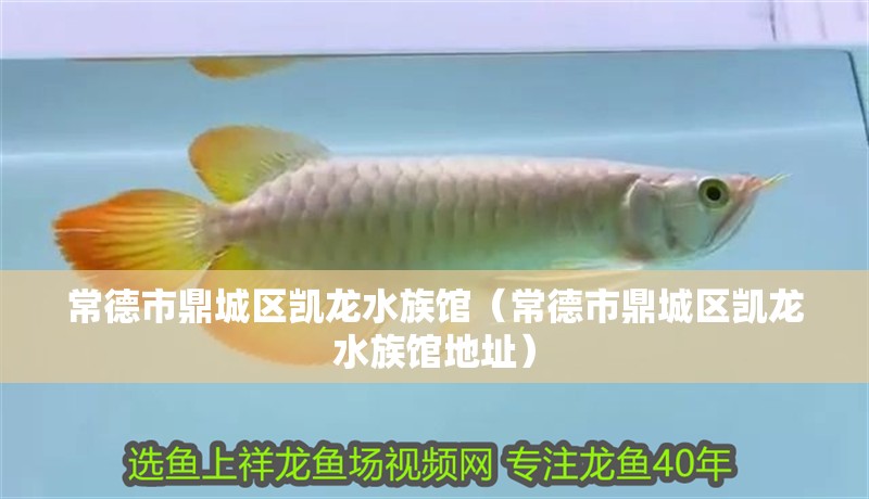 常德市鼎城區凱龍水族館（常德市鼎城區凱龍水族館地址） 常德市鼎城區凱龍水族館（常德市鼎城區凱龍水族館地址） 全國水族館企業名錄 第3張