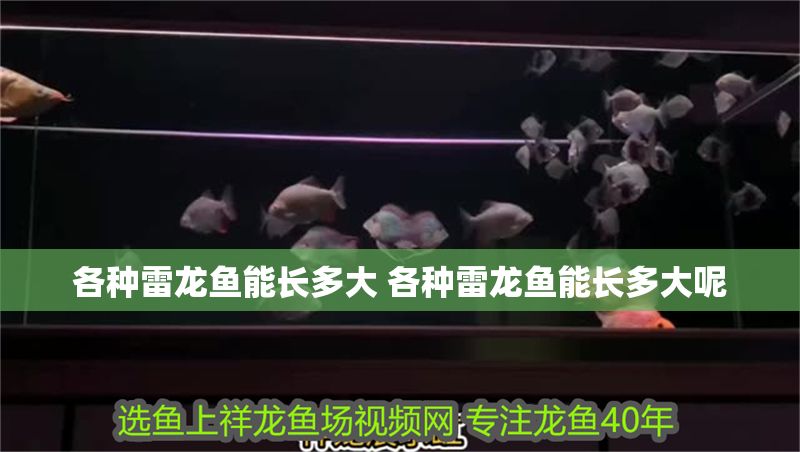 各種雷龍魚能長多大 各種雷龍魚能長多大呢 各種雷龍魚能長多大 各種雷龍魚能長多大呢 錦鯉魚百科 第1張