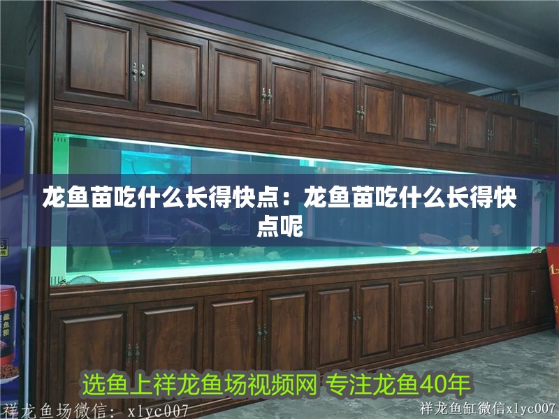 龍魚苗吃什么長(zhǎng)得快點(diǎn)：龍魚苗吃什么長(zhǎng)得快點(diǎn)呢