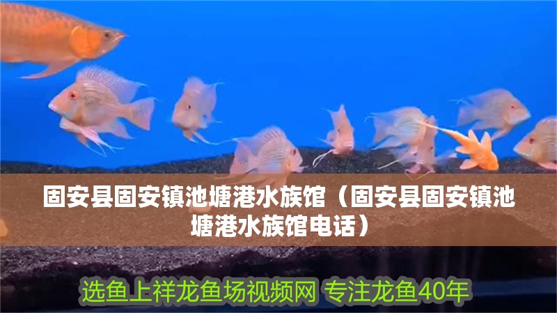 固安縣固安鎮池塘港水族館（固安縣固安鎮池塘港水族館電話）