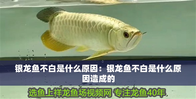 銀龍魚不白是什么原因:銀龍魚不白是什么原因造成的 水族問(wèn)答 銀龍魚不白是什么原因:銀龍魚不白是什么原因造成的 銀龍魚不白是什么原因:銀龍魚不白是什么原因造成的 水族問(wèn)答