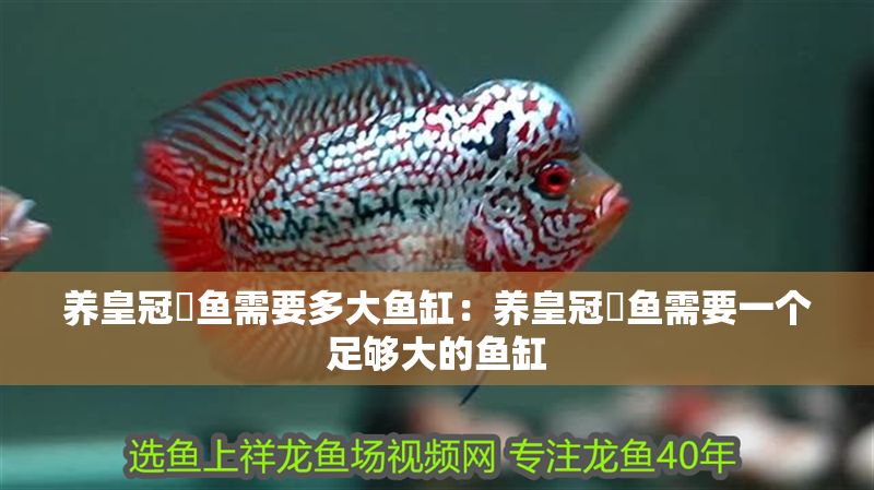 養皇冠魟魚需要多大魚缸：養皇冠魟魚需要一個足夠大的魚缸