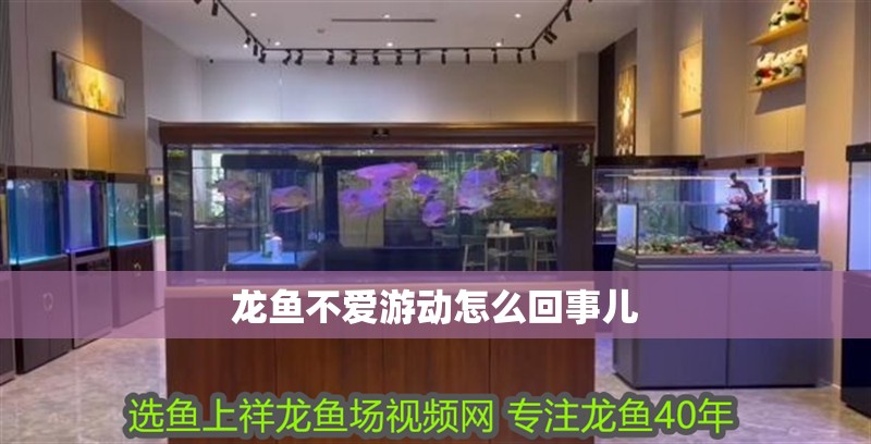 龍魚不愛游動怎么回事兒