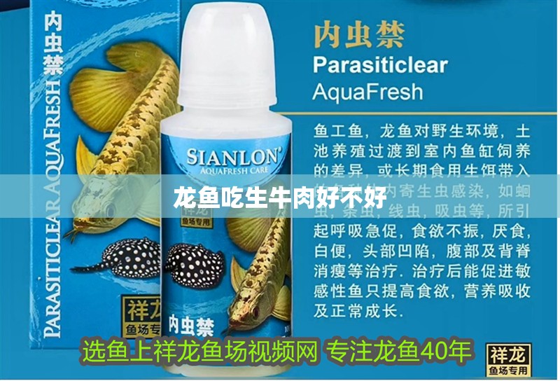 龍魚吃生牛肉好不好