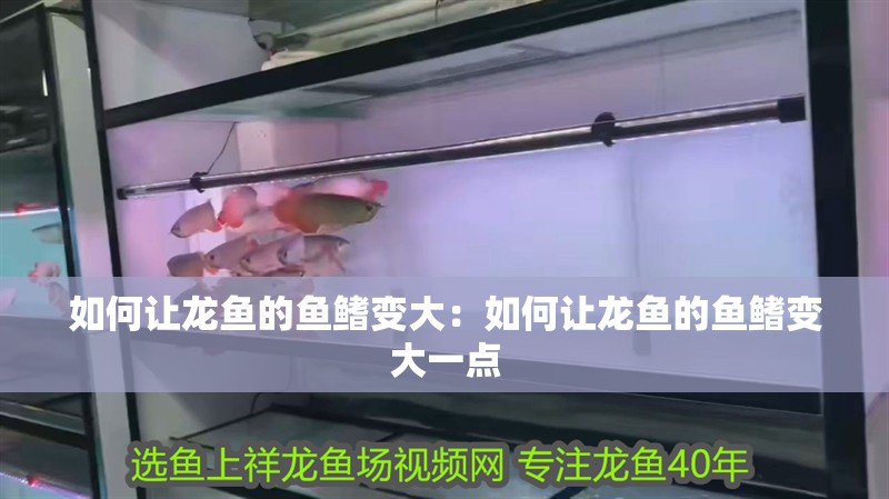 如何讓龍魚的魚鰭變大：如何讓龍魚的魚鰭變大一點