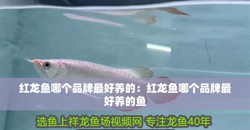 紅龍魚哪個品牌最好養的：紅龍魚哪個品牌最好養的魚