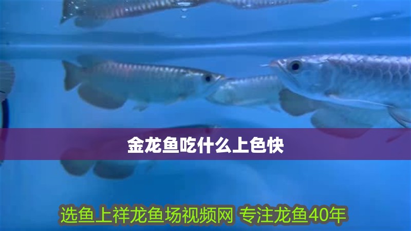 金龍魚吃什么上色快