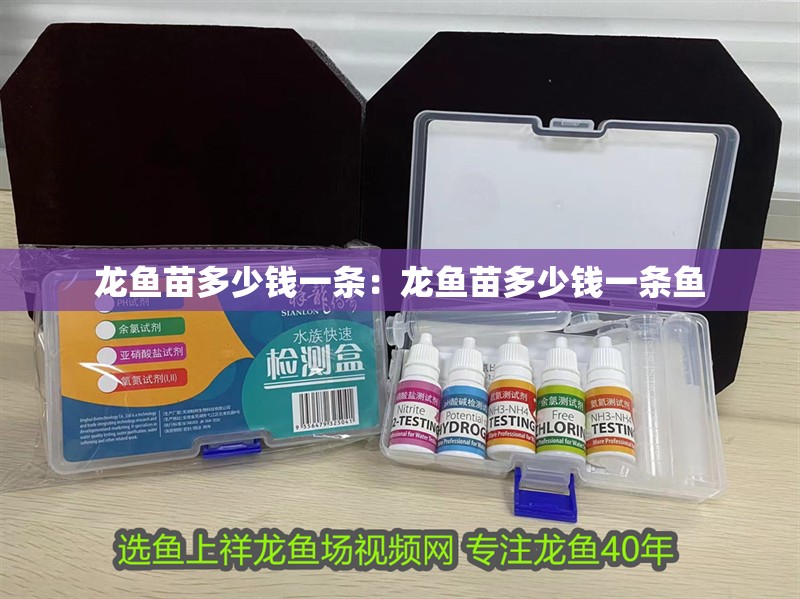 龍魚苗多少錢一條：龍魚苗多少錢一條魚