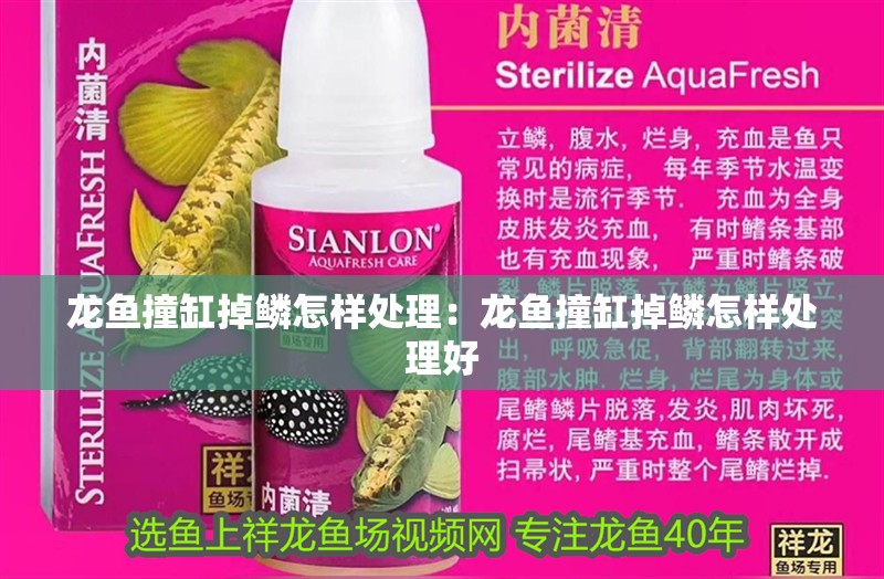 龍魚撞缸掉鱗怎樣處理：龍魚撞缸掉鱗怎樣處理好