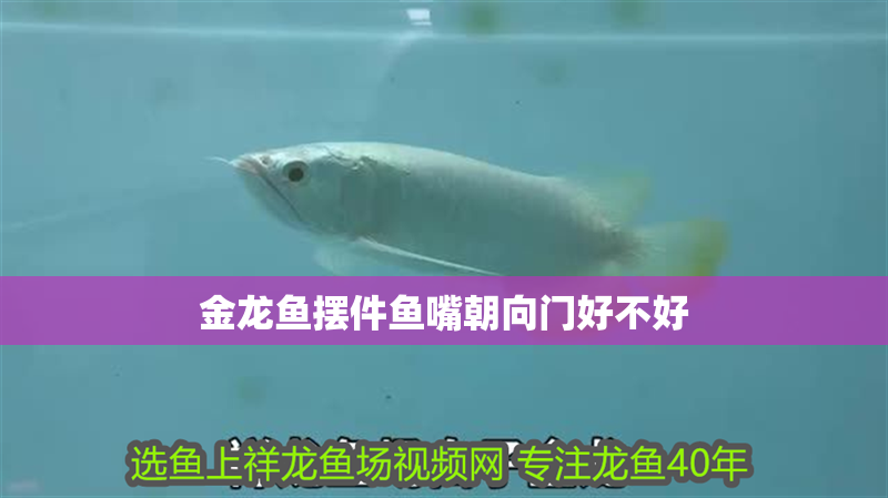 金龍魚擺件魚嘴朝向門好不好