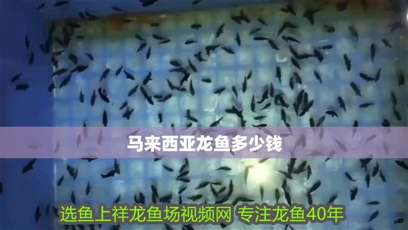 馬來西亞龍魚多少錢 馬來西亞龍魚多少錢 龍魚百科 第6張