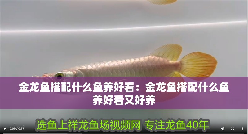 金龍魚搭配什么魚養好看：金龍魚搭配什么魚養好看又好養