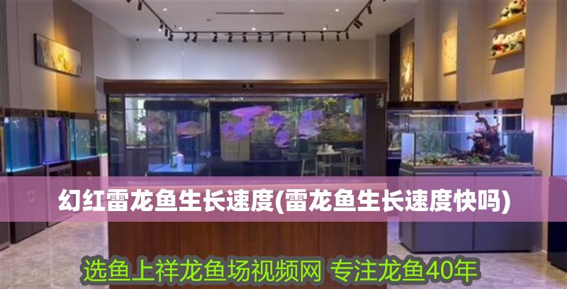 幻紅雷龍魚生長(zhǎng)速度(雷龍魚生長(zhǎng)速度快嗎)