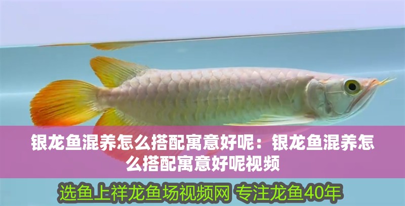 銀龍魚混養怎么搭配寓意好呢：銀龍魚混養怎么搭配寓意好呢視頻
