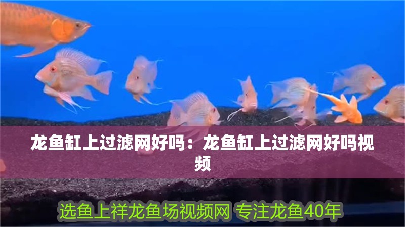 龍魚(yú)缸上過(guò)濾網(wǎng)好嗎：龍魚(yú)缸上過(guò)濾網(wǎng)好嗎視頻 龍魚(yú)缸上過(guò)濾網(wǎng)好嗎：龍魚(yú)缸上過(guò)濾網(wǎng)好嗎視頻 水族問(wèn)答