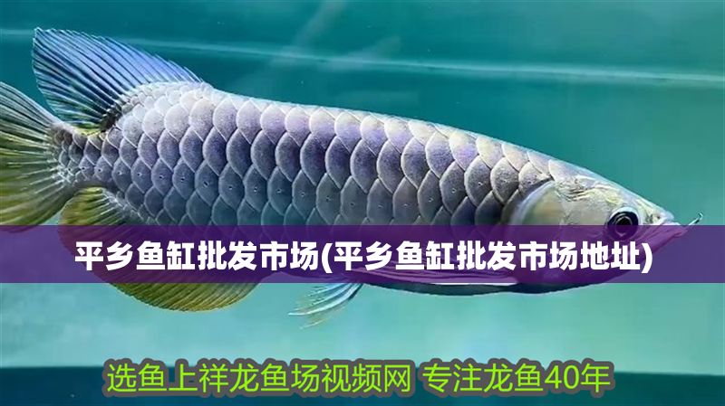 平鄉魚缸批發市場(平鄉魚缸批發市場地址)
