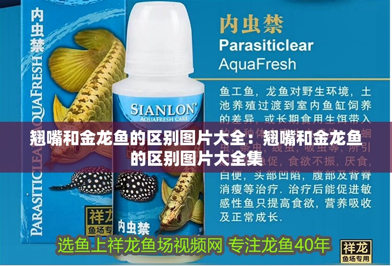翹嘴和金龍魚的區別圖片大全：翹嘴和金龍魚的區別圖片大全集 翹嘴和金龍魚的區別圖片大全：翹嘴和金龍魚的區別圖片大全集 水族問答
