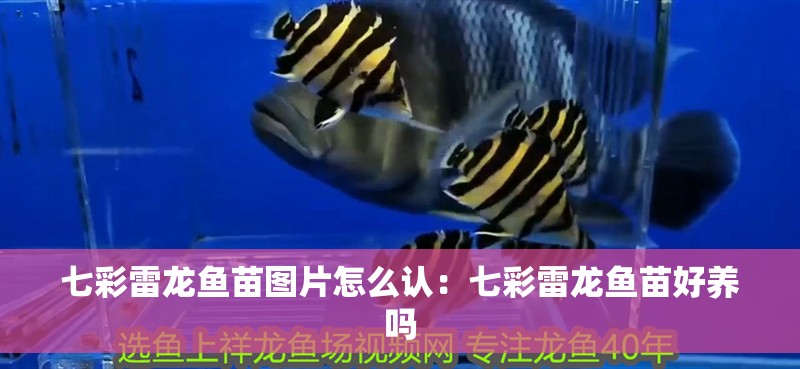 七彩雷龍魚苗圖片怎么認：七彩雷龍魚苗好養(yǎng)嗎