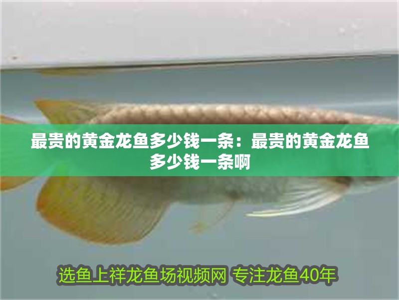 最貴的黃金龍魚多少錢一條：最貴的黃金龍魚多少錢一條啊