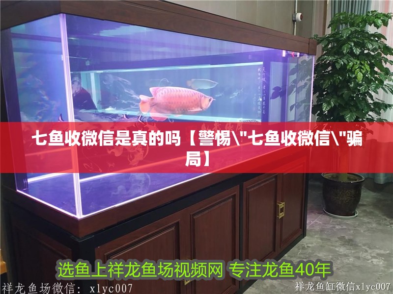 七魚收微信是真的嗎【警惕\