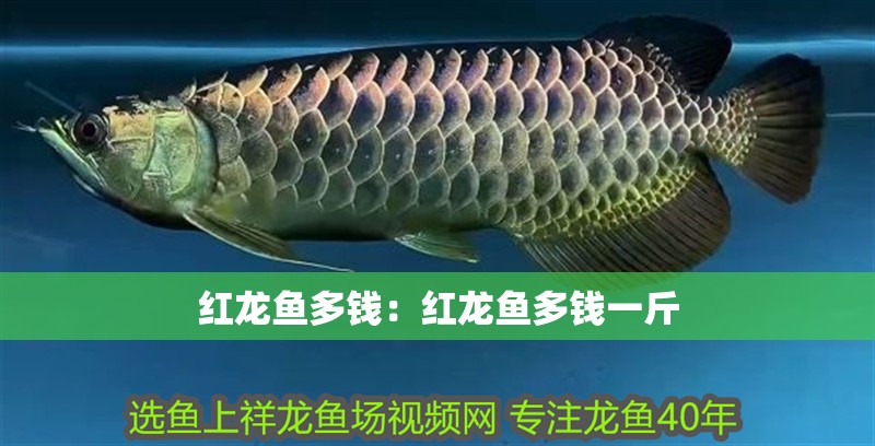 紅龍魚多錢：紅龍魚多錢一斤 紅龍魚多錢：紅龍魚多錢一斤 水族問答