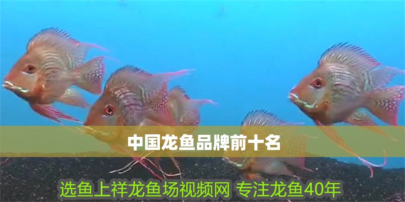中國龍魚品牌前十名 中國龍魚品牌前十名 龍魚百科 第6張