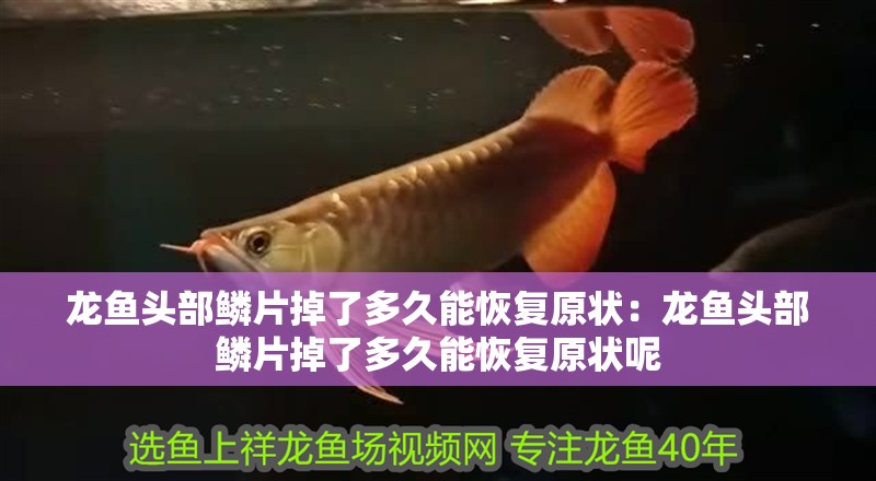 龍魚頭部鱗片掉了多久能恢復原狀：龍魚頭部鱗片掉了多久能恢復原狀呢