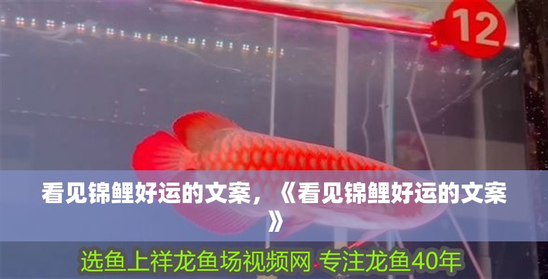 看見錦鯉好運的文案，《看見錦鯉好運的文案》