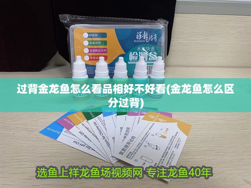 過背金龍魚怎么看品相好不好看(金龍魚怎么區分過背) 過背金龍魚怎么看品相好不好看(金龍魚怎么區分過背) 金龍魚百科 第1張