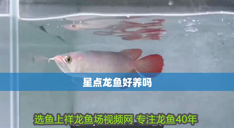 星點龍魚好養嗎