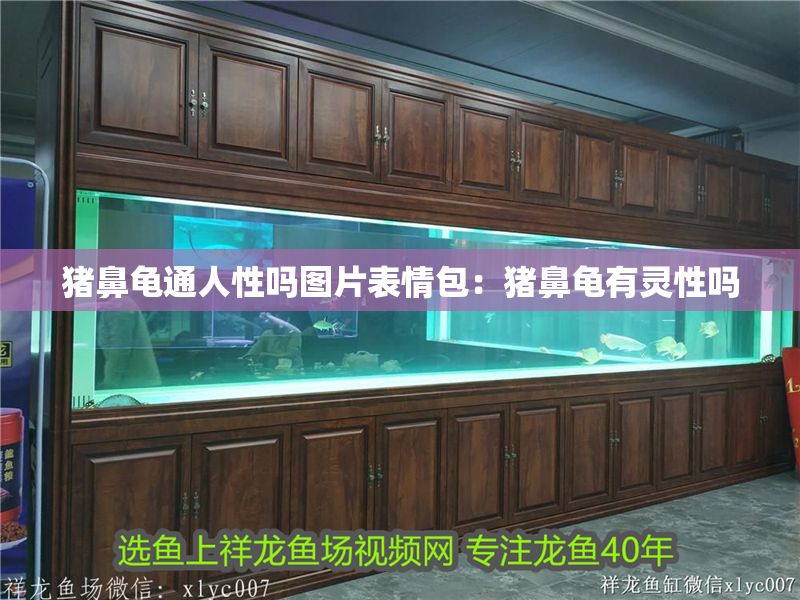 豬鼻龜通人性嗎圖片表情包：豬鼻龜有靈性嗎