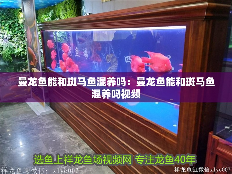 曼龍魚能和斑馬魚混養嗎：曼龍魚能和斑馬魚混養嗎視頻