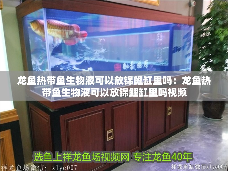 龍魚熱帶魚生物液可以放錦鯉缸里嗎：龍魚熱帶魚生物液可以放錦鯉缸里嗎視頻