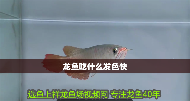 龍魚吃什么發(fā)色快