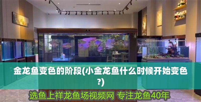 金龍魚變色的階段(小金龍魚什么時候開始變色?) 元寶鳳凰魚百科 第1張 金龍魚變色的階段(小金龍魚什么時候開始變色?) 金龍魚變色的階段(小金龍魚什么時候開始變色?) 元寶鳳凰魚百科 第1張