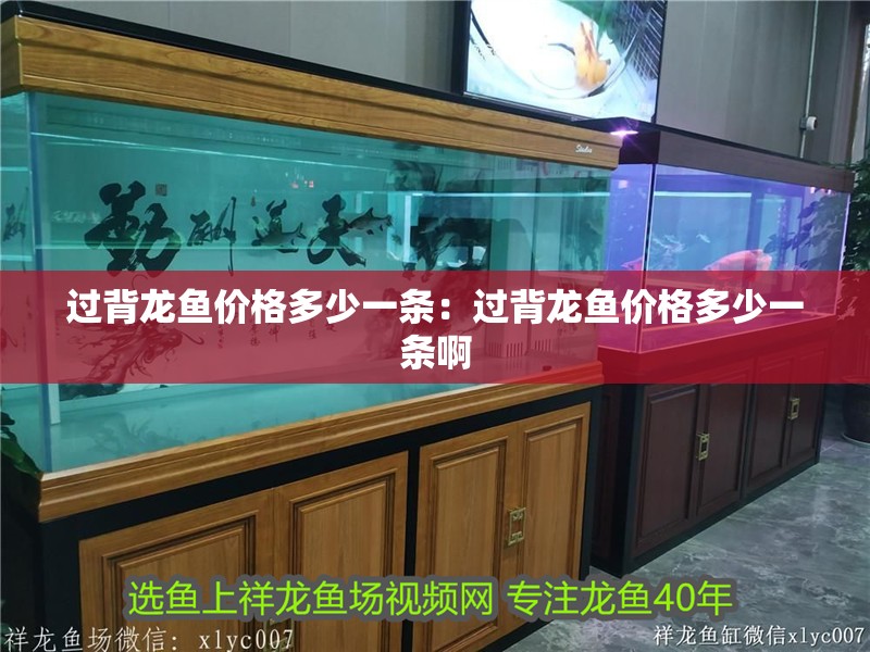 過背龍魚價格多少一條：過背龍魚價格多少一條啊