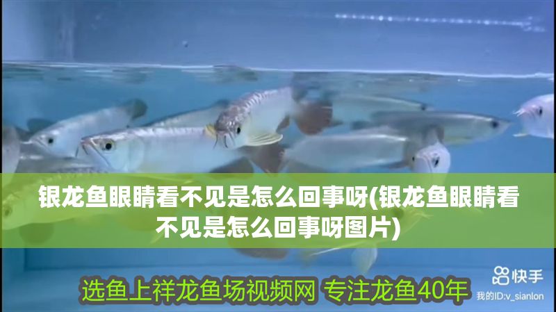 銀龍魚眼睛看不見是怎么回事呀(銀龍魚眼睛看不見是怎么回事呀圖片)