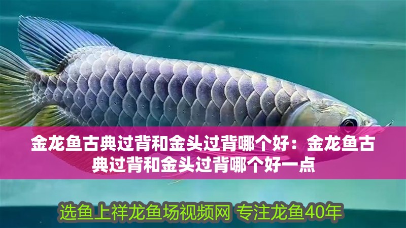 金龍魚古典過背和金頭過背哪個好：金龍魚古典過背和金頭過背哪個好一點 金龍魚古典過背和金頭過背哪個好：金龍魚古典過背和金頭過背哪個好一點 水族問答