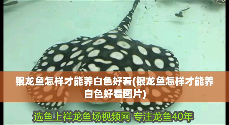 銀龍魚怎樣才能養白色好看(銀龍魚怎樣才能養白色好看圖片)