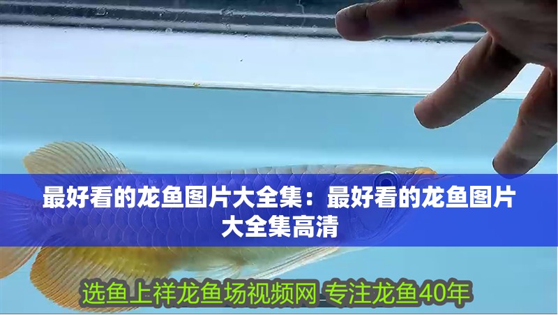 最好看的龍魚圖片大全集：最好看的龍魚圖片大全集高清
