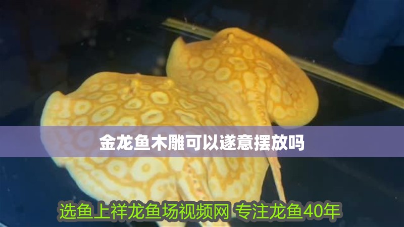 金龍魚木雕可以遂意擺放嗎 金龍魚木雕可以遂意擺放嗎 龍魚百科 第3張